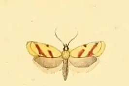 Kruisdistelsmalsnuitje