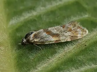 Aethes kindermanniana