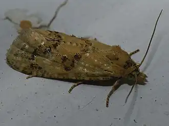 Geschaafd smalsnuitje