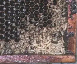 Larven van de kleine kastkever