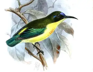 Glansvleugelhoningzuiger