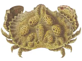 Aethra scruposa