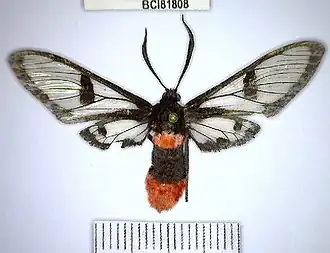 Aethria haemorrhoidalis