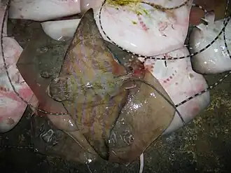 Aetomylaeus nichofii