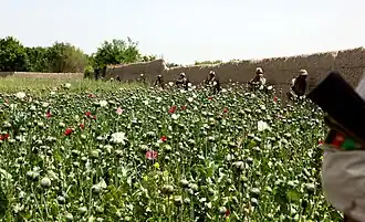 Afghaanse en Amerikaanse soldaten op patrouille in de provincie Helmand in mei 2011. Op de voorgrond een klein opiumveld; verderop een tarweveld.
