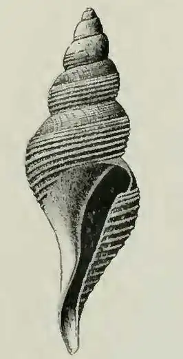 Aforia crebristriata