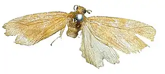 Afrasura indecisa