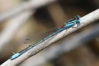 Africallagma glaucum