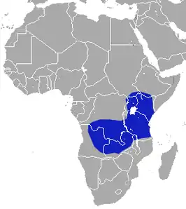 Crocidura nigrofusca