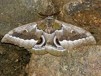 Gonimbrasia zambesina