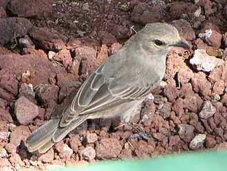 Streepkopvliegenvanger