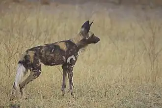 Afrikaanse wilde hond