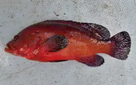 Cephalopholis taeniops