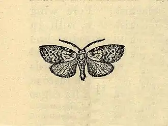 Afrida tortriciformis