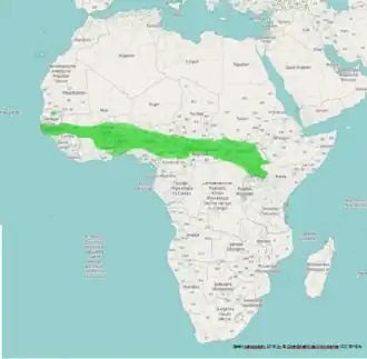 Bronsstaartglansspreeuw