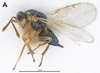 Tetracampidae