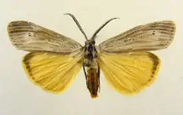 Coscinia aethiopica