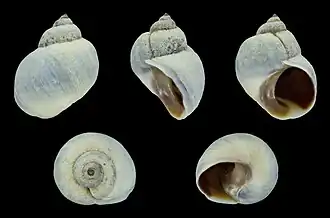 Afrolittorina africana