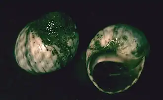 Afrolittorina praetermissa