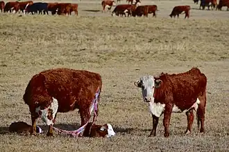 Nageboorte van een koe