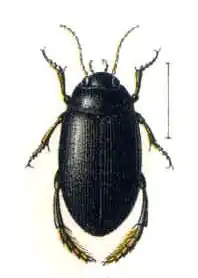 Agabus melanarius