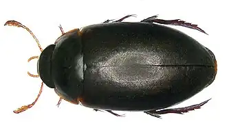 Agabus serricornis