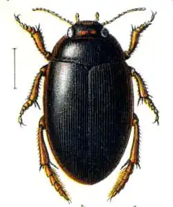 Agabus uliginosus