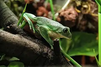 Agalychnis dacnicolor
