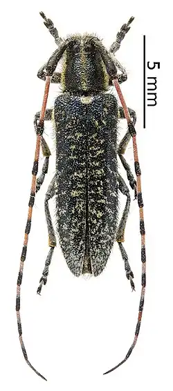 Agapanthia alternans