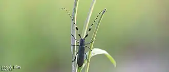 Agapanthia amurensis