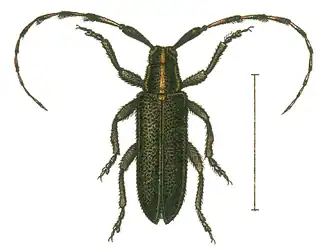 Agapanthia cynarae