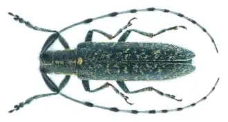 Agapanthia daurica