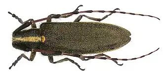 Agapanthia lateralis