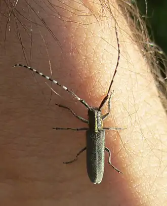 Agapanthia maculicornis