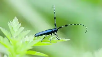 Agapanthia pilicornis
