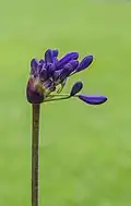Agapanthus 'Windlebrook'. Ontluikende bloemknop.