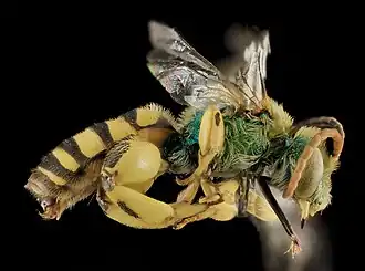 Agapostemon femoratus