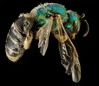 Agapostemon melliventris