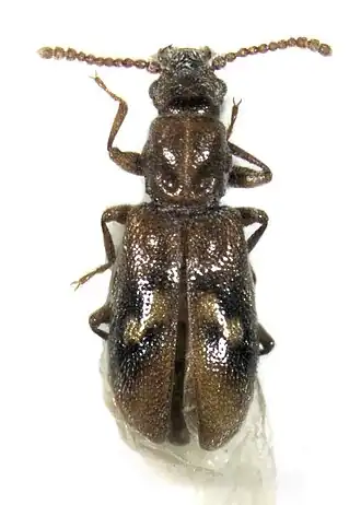 Agapythidae