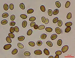 Sporen van de reuzenchampignon (1000 × vergroting)