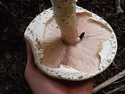 Jong exemplaar met roze lamellen en een bijna verdwenen velum partiale