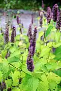 Dropnetel, Agastache foeniculum