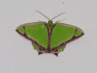 Agathia laetata
