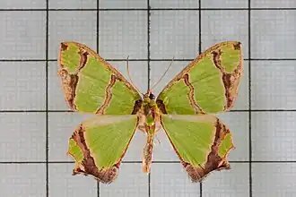 Agathia magnificentia