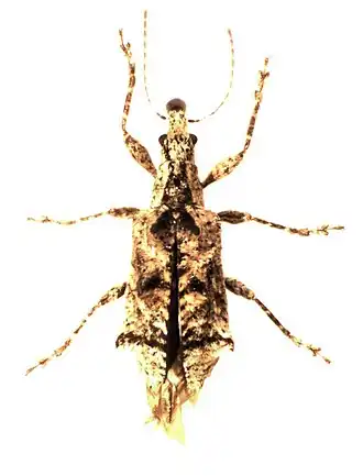 Agathinus tridens