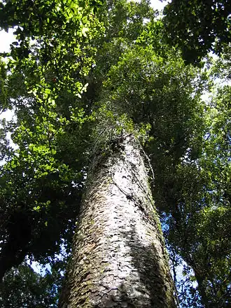 Kauri (plant)