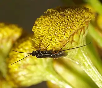 Agathis (dierengeslacht)