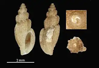 Agathotoma asthenika
