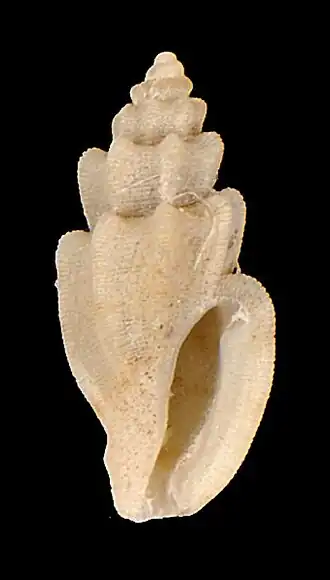 Agathotoma castellata