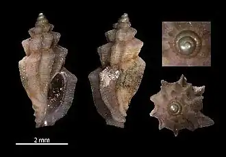 Agathotoma prominens